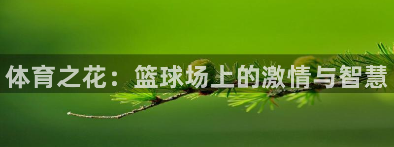 oety欧亿体育官网下载是干嘛的公司：体育之花：篮球场上的激