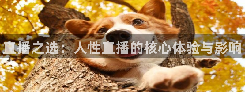 88看球直播(无插件)